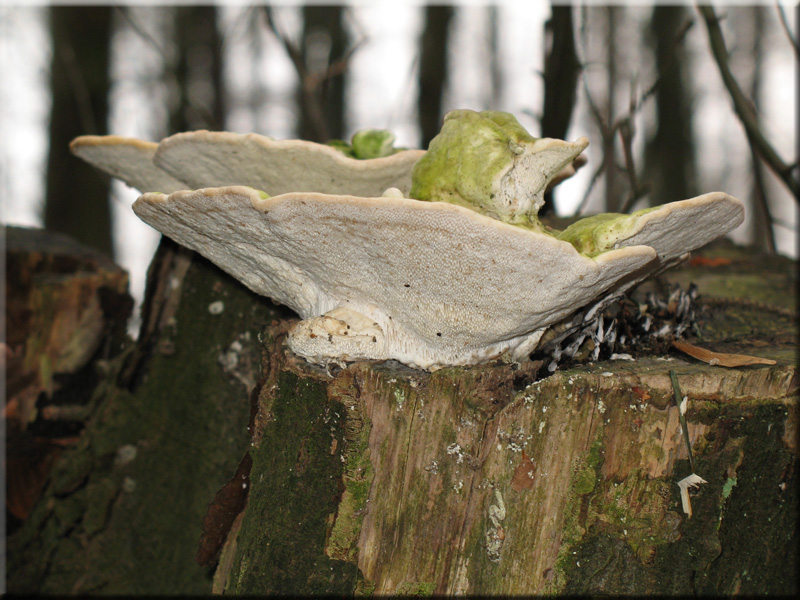 Buckeltramete - Trametes gibbosa