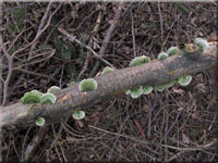 Striegelige Tramete - Trametes hirsuta