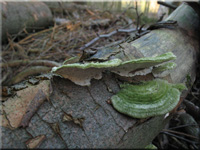 Striegelige Tramete - Trametes hirsuta