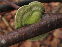 Striegelige Tramete - Trametes hirsuta