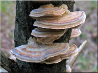 Schmetterlingstramete - Trametes versicolor