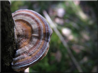 Schmetterlingstramete - Trametes versicolor