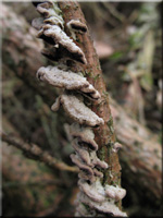 Zahnfrmiger Lederporling  - Trichaptum hollii