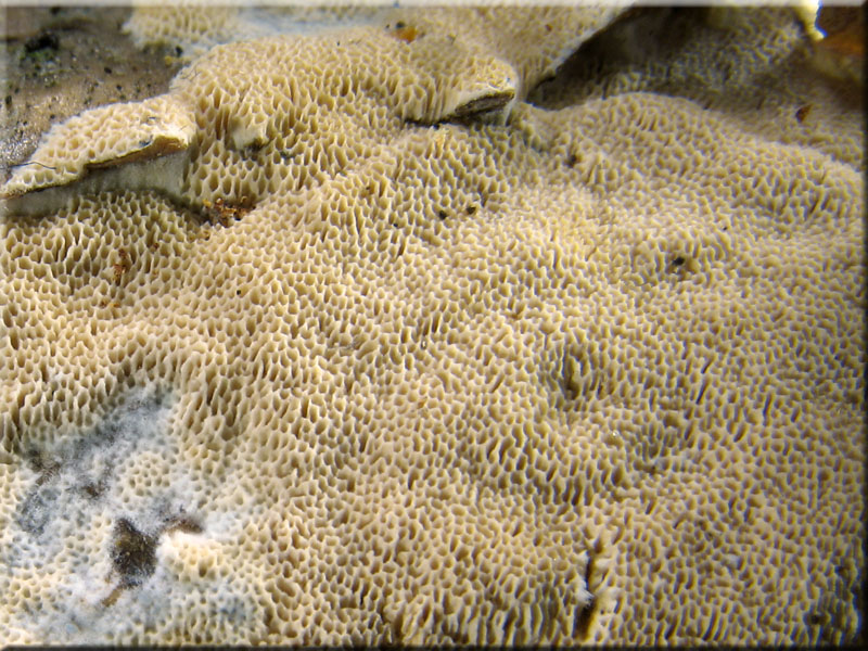 Sch�nfarbiger Porenschwamm - Junghuhnia nitida