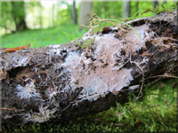 Gefranster Resupinatstacheling - Steccherinum fimbriatum