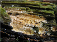 Ockerrtlicher Resupinatstacheling - Steccherinum ochraceum