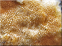 Ockerrtlicher Resupinatstacheling - Steccherinum ochraceum