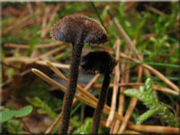 Gemeiner Ohrlffelstacheling - Auriscalpium vulgare