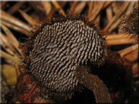 Gemeiner Ohrlöffelstacheling - Auriscalpium vulgare