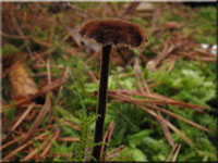 Gemeiner Ohrlffelstacheling - Auriscalpium vulgare