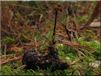Gemeiner Ohrlffelstacheling - Auriscalpium vulgare