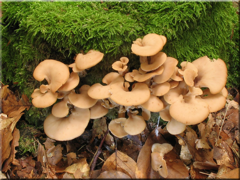 Anis-Zhling - Lentinellus cochleatus