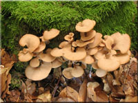 Anis-Zhling - Lentinellus cochleatus