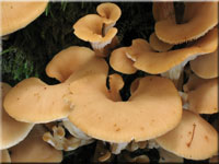 Anis-Zhling - Lentinellus cochleatus