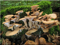 Anis-Zähling - Lentinellus cochleatus