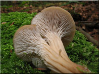 Anis-Zhling - Lentinellus cochleatus