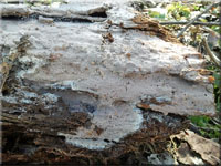 Auffälliger Lederrindenpilz - Scytinostroma portentosum