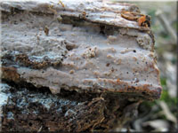 Auffälliger Lederrindenpilz - Scytinostroma portentosum