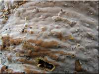 Auffälliger Lederrindenpilz - Scytinostroma portentosum