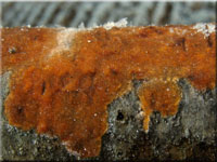 Fleischroter Zystidenrindenpilz - Peniophora incarnata