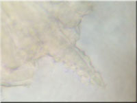 Fleischroter Zystidenrindenpilz - Peniophora incarnata