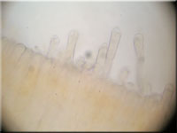 Fleischroter Zystidenrindenpilz - Peniophora incarnata