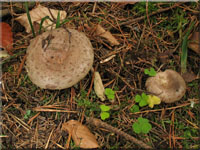 Graugrüner Milchling - Lactarius blennius