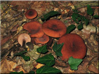 Kampfer-Milchling - Lactarius camphoratus
