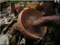 Kampfer-Milchling - Lactarius camphoratus