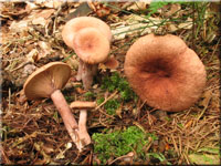 Kampfer-Milchling - Lactarius camphoratus