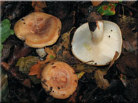 Goldflüssiger Milchling - Lactarius chrysorrheus