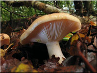 Goldflssiger Milchling - Lactarius chrysorrheus