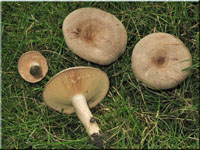 Gebänderter Hainbuchen-Milchling - Lactarius circellatus