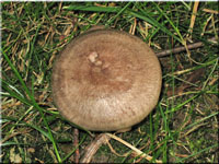 Gebnderter Hainbuchen-Milchling - Lactarius circellatus