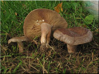 Gebnderter Hainbuchen-Milchling - Lactarius circellatus