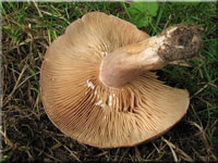 Gebnderter Hainbuchen-Milchling - Lactarius circellatus