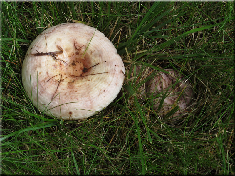 Rosascheckiger Milchling - Lactarius controversus