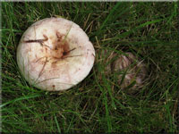 Rosascheckiger Milchling - Lactarius controversus