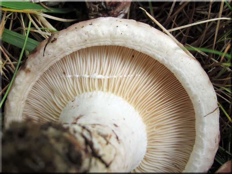 Rosascheckiger Milchling - Lactarius controversus
