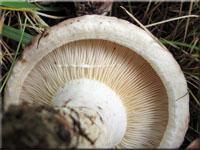 Rosascheckiger Milchling - Lactarius controversus