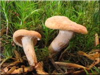 Runzeliger Zwerg-Milchling - Lactarius cremor