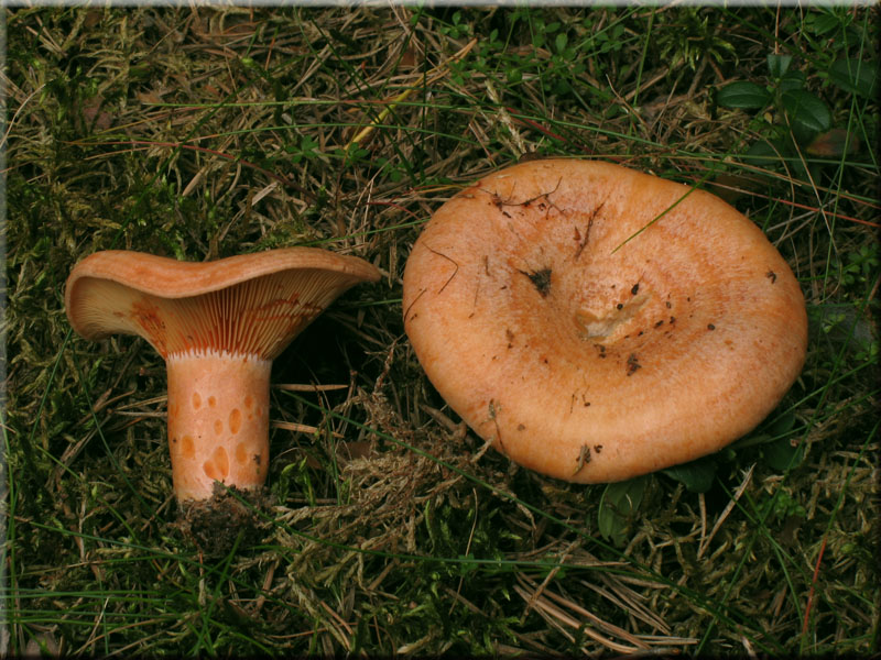 Edel-Reizker - Lactarius deliciosus
