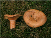 Edel-Reizker - Lactarius deliciosus