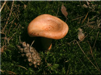 Edel-Reizker - Lactarius deliciosus