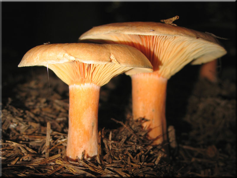 Fichtenreizker - Lactarius deterrimus