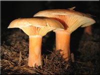 Fichtenreizker - Lactarius deterrimus