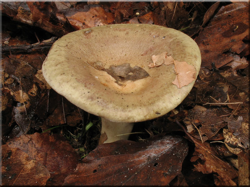 Braunfleckender Milchling - Lactarius fluens