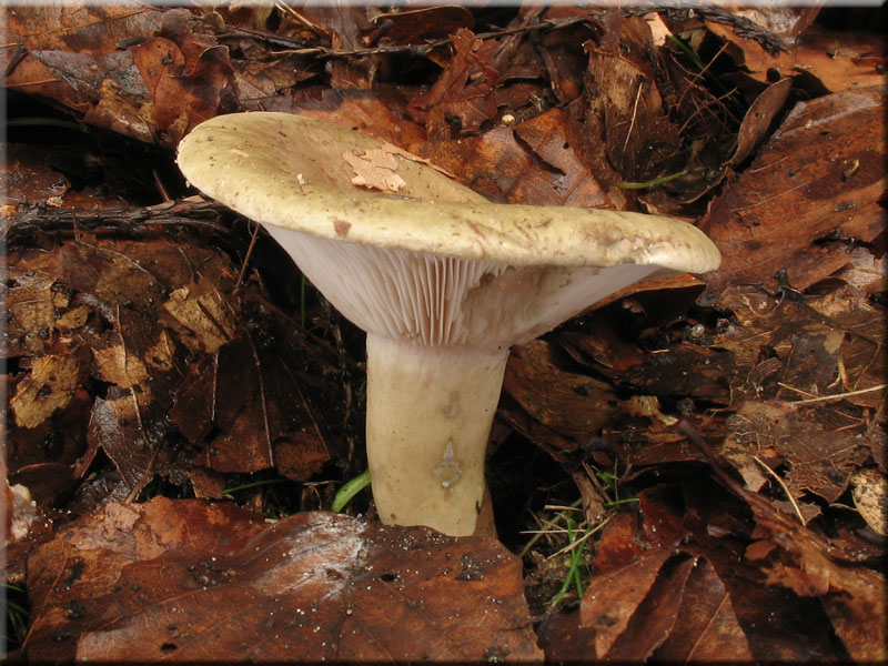 Braunfleckender Milchling - Lactarius fluens
