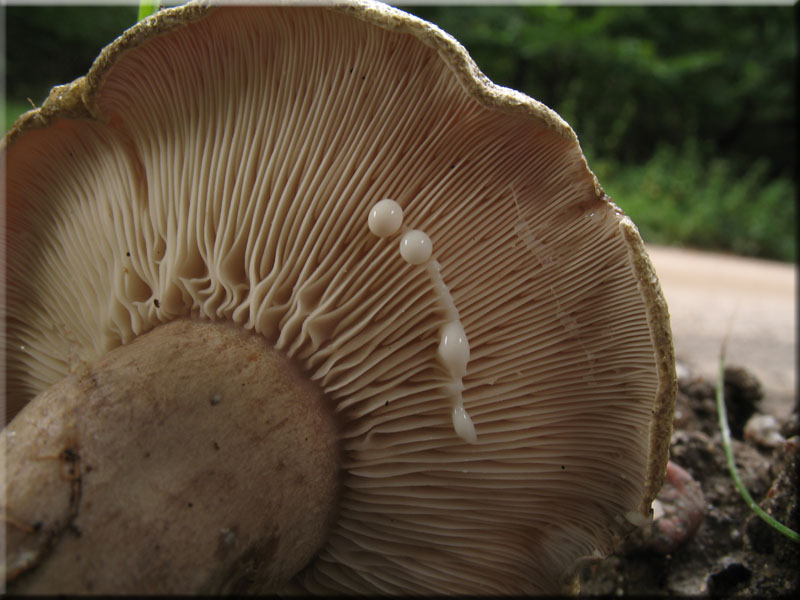 Braunfleckender Milchling - Lactarius fluens