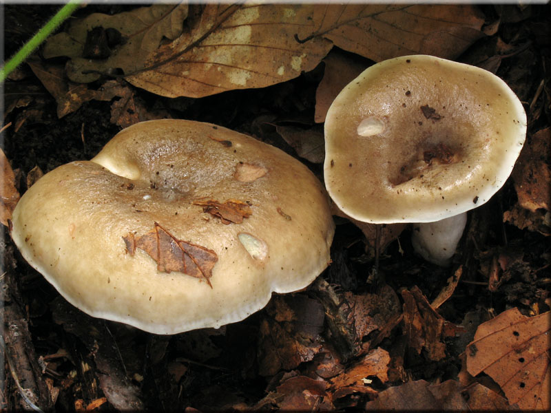 Braunfleckender Milchling - Lactarius fluens
